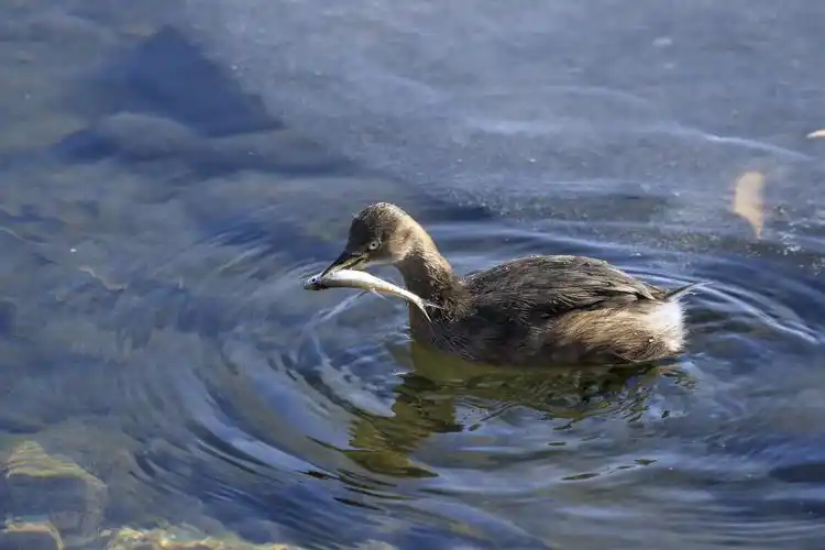 【首发】小鸊鹈