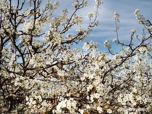 北京山区春天雪白的梨花盛开