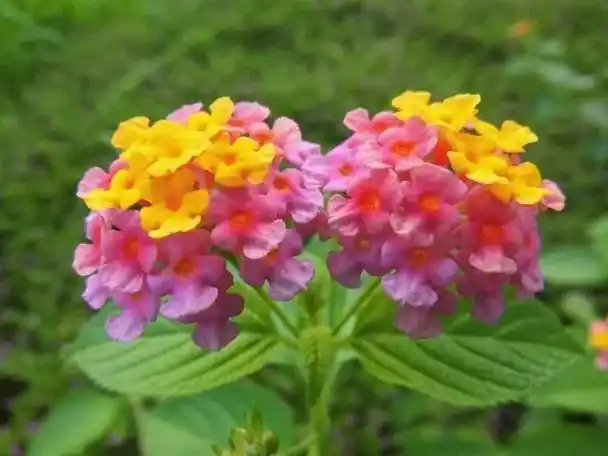 家里这6种花正在偷偷伤害你快扔掉