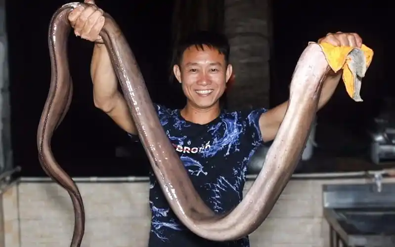 比鳗鱼贵几倍的野生豆齿鳗一盘成本五百多下酒吃太过瘾了