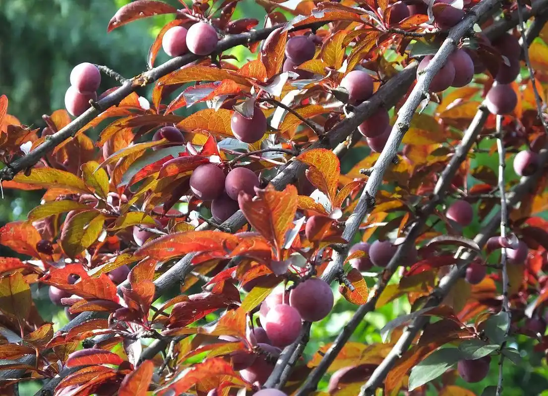 路边红叶李果实累累,太诱人了,能吃不?