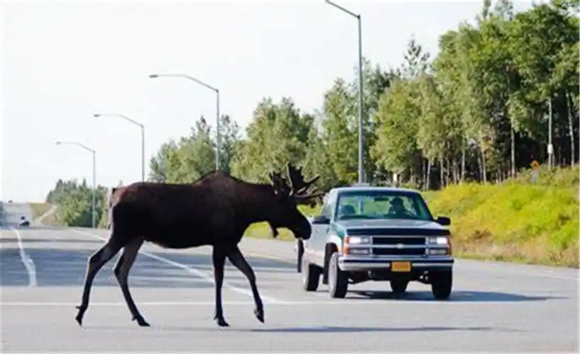 麋鹿测试就是场闹剧?_凤凰网汽车_凤凰网