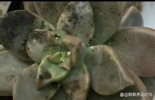 多肉烟煤病的症状预防与治疗干货分享