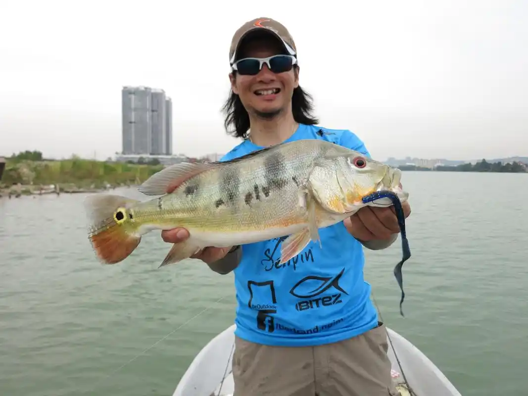 作钓雨季前的孔雀鲈鱼,不能只靠运气,还要了解各种不稳定性