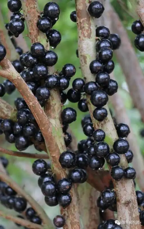 颜值越来越高~~~ 树干已经被树葡萄包围!