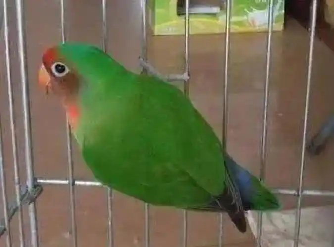 骡子牡丹鹦鹉科普