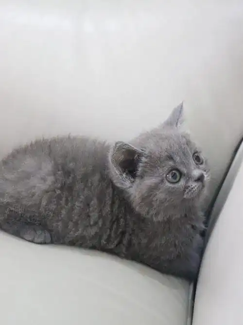 养猫新手一只可爱的小蓝猫