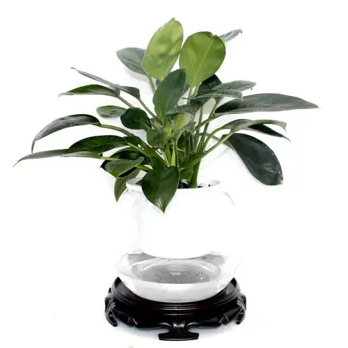 青苹果_小型绿植_绿植盆栽_花里巴巴(北京)--花卉绿植盆栽租摆租赁