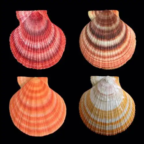 超级好看的扇贝