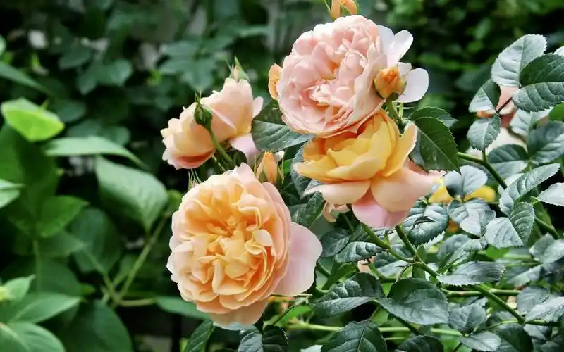 【首发】丰花月季(六)