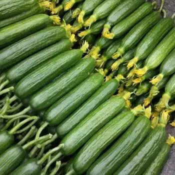 瓜种子南方种耐旱耐热黄瓜种子农科院大田用种蔬菜小青瓜瓜籽菜籽菜仔