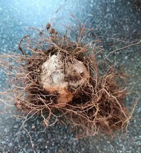 入手了一棵大岩桐土豆球,毛茸茸的种球,该怎么上盆快速发芽开花