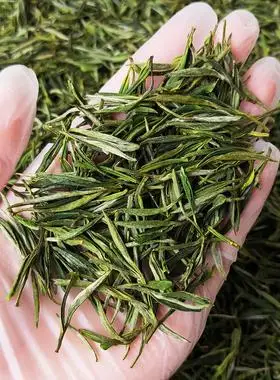 霍山黄芽2022新茶特级黄茶高山野茶正宗安徽霍山茶叶500g礼盒装