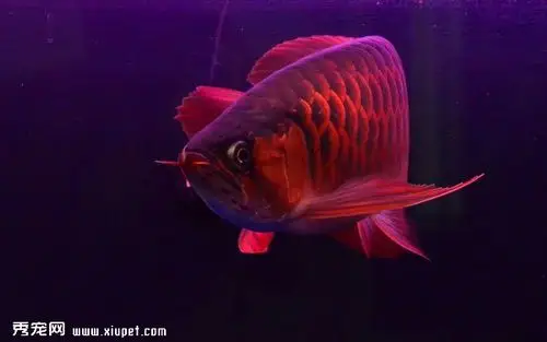 【龙鱼图片】红龙鱼高清图片