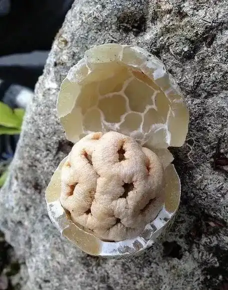 绝罕见蘑菇让你目瞪口呆