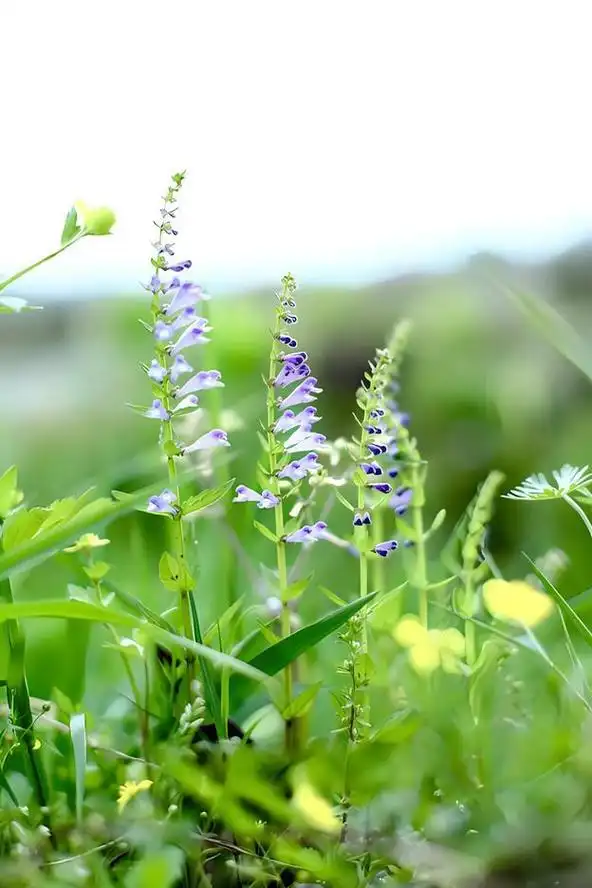半支莲:家居新宠,美丽与吉祥的象征 半支莲是一种美丽