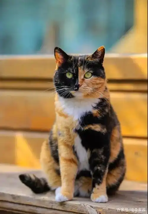 世界上遗弃率最高的猫咪——玳瑁猫