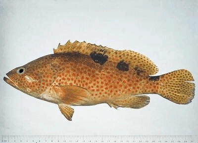 金钱斑(花头梅,网纹石斑,蜂巢石斑)