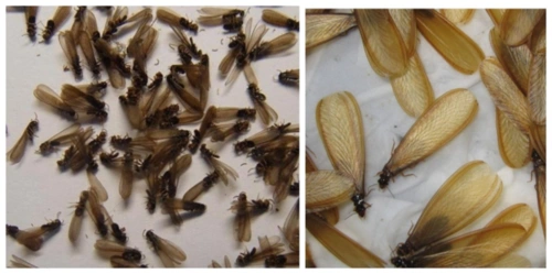 p>黑翅土白蚁(学名: i>odontotermes formosanus /i>)是白蚁科,土