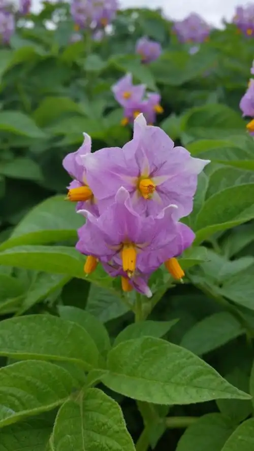 紫色的马铃薯花图片第11张