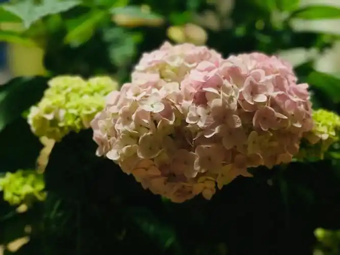 花语:美满,团聚第一年,第一次合影,以此留念919191会发光的无尽