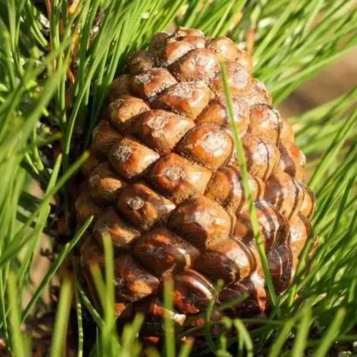 美国巴西西苗当年结果结松松红松子树苗包邮家庭园艺种子