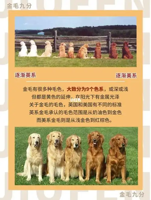 97英系&amp;美系金毛的区别丨98对比图6015