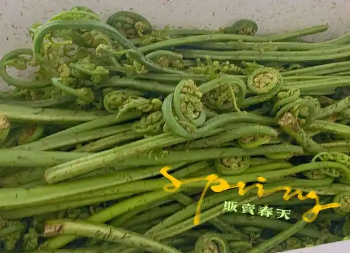 感谢万能的让我吃到家乡的蕨菜