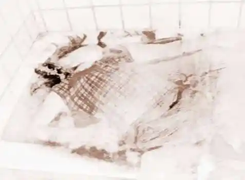 香港十大奇案之一空姐溶尸案