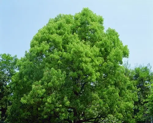 高大茂盛的大叶香樟树植物图片分享!