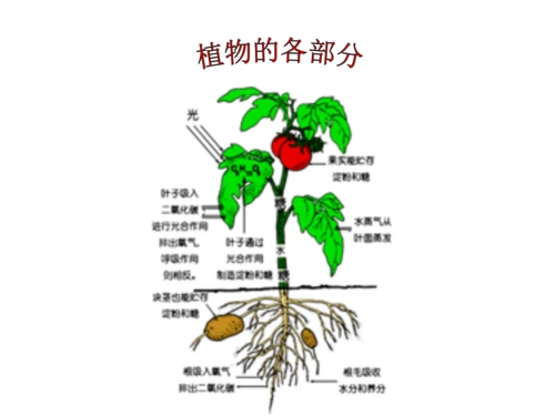 一年级上自然丰富多彩植物2植物各部分pptx14页