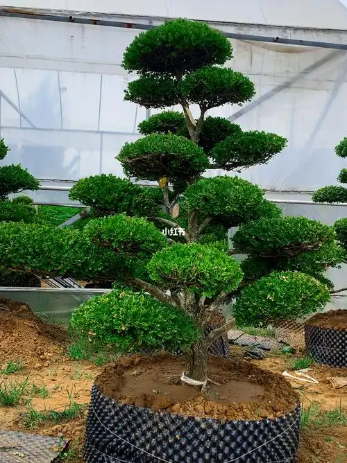 瓜子黄杨造型树四季常青不落叶耐寒耐旱南