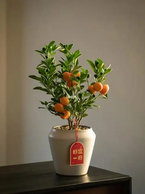 冬日里的吉祥果金桔树盆栽