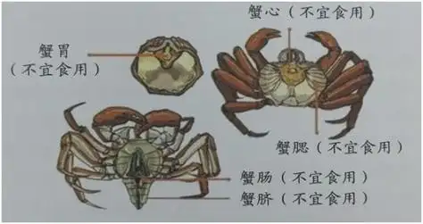 螃蟹的哪些部位不能吃图解 消费提示来了 | 说明书网