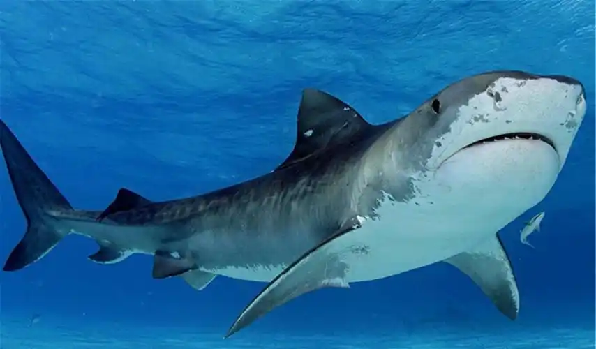 澳洲海域出现会行走的鲨鱼,它们身上长着脚蹼,会是新物种吗?