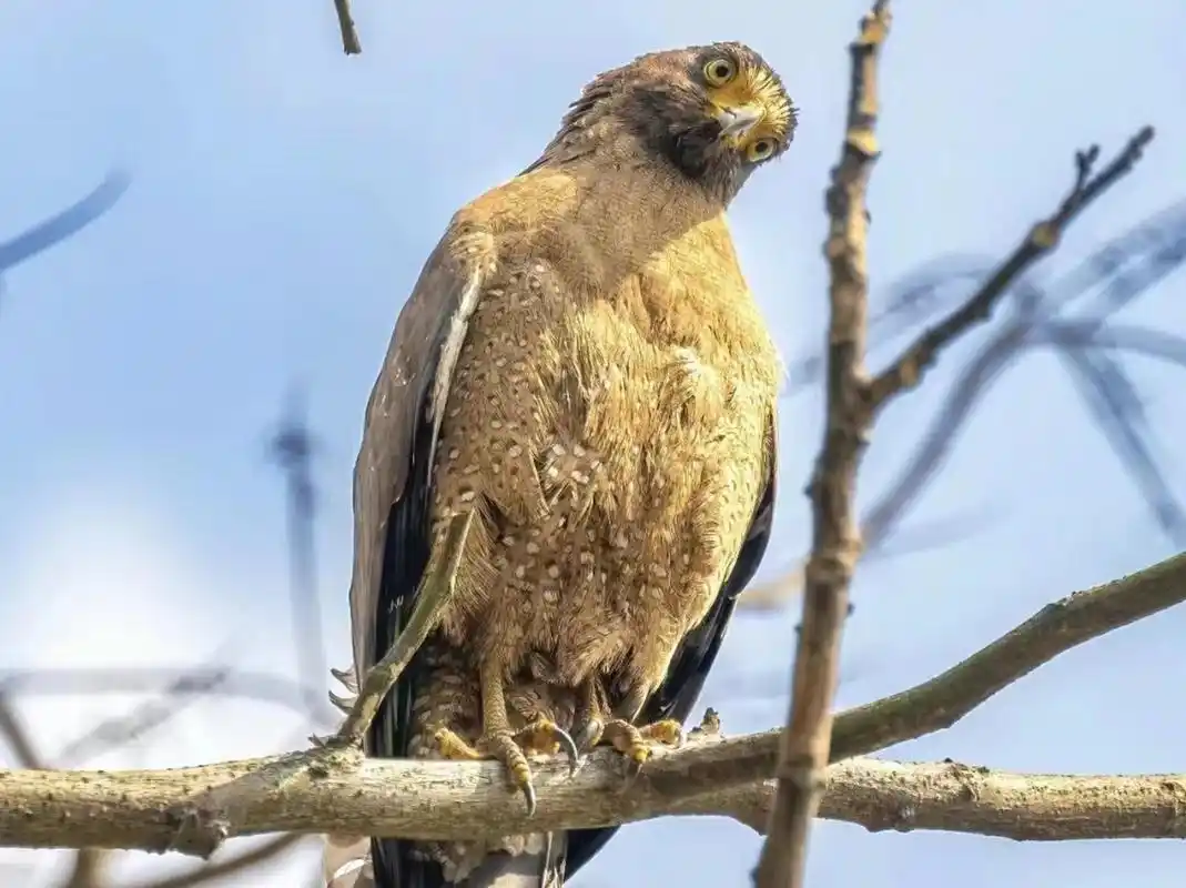 雕是一种威武勇猛的鸟,拥有锐利的目光和凶猛的攻击力.