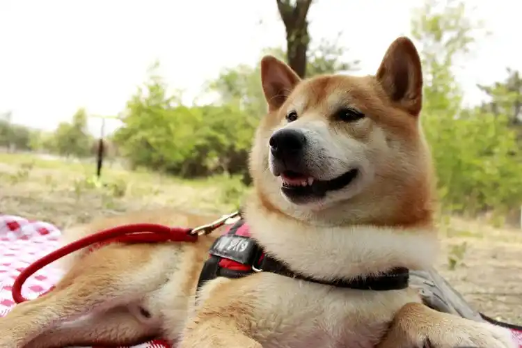 一只叫球球的柴犬