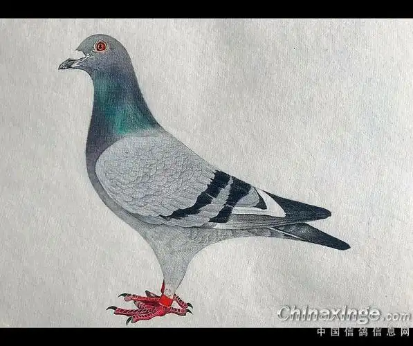 鸽友画廊-专题-中国信鸽信息网