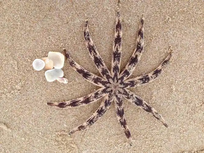 斑砂海星
