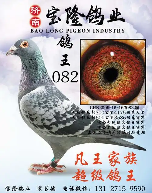 鸽王"082"