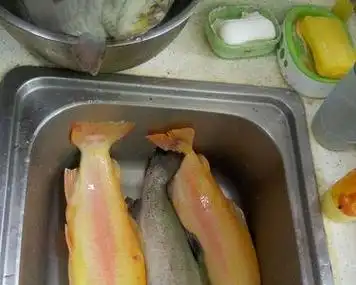 金鳟虹鳟鱼吃什么