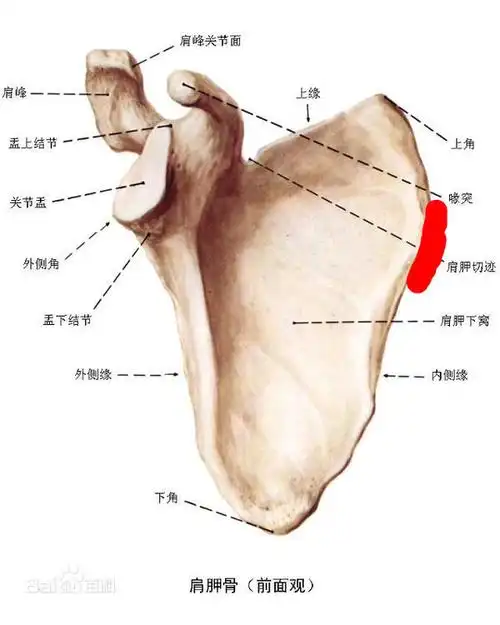 肩胛骨内侧酸痛应该怎样治疗