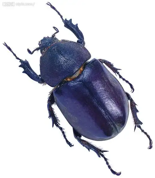 请问这个甲克虫的种类叫什么