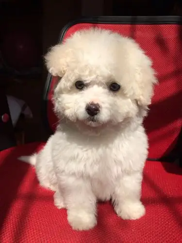 两个月比熊,耳朵这样以后长得一样吗?另外哪个耳朵是正常的?