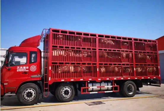 (等待运送的猪只)