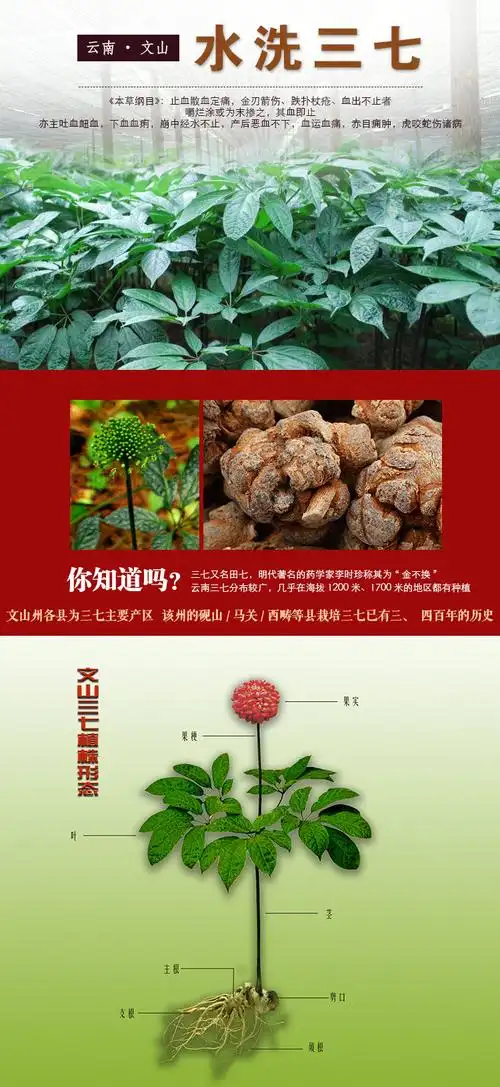 三七20头三七田七云南三七云南文山三七**水洗三七展销会三.