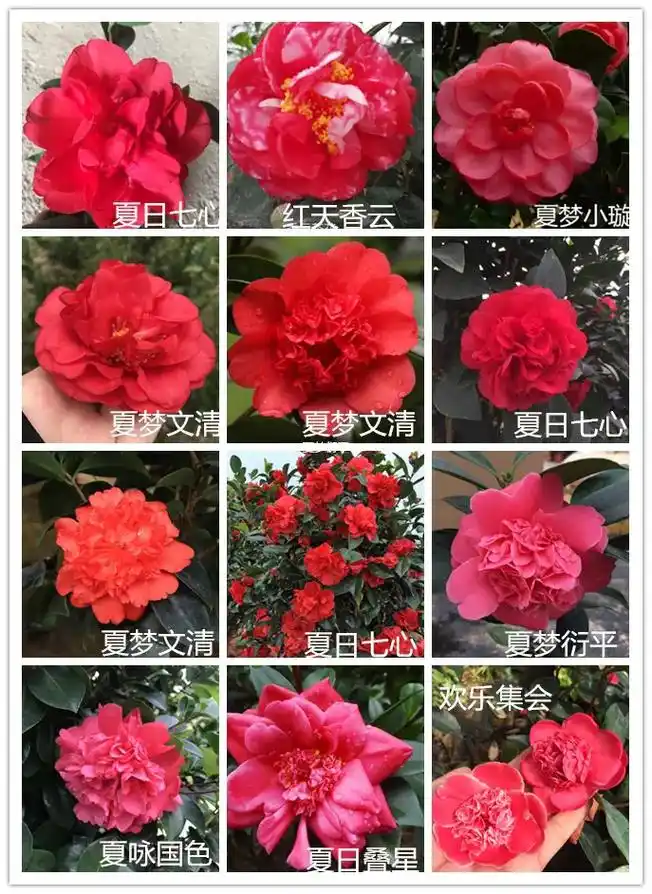 一年四季都会开花的四季茶花#各种品种茶花基地 #四季茶花 - 抖音