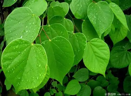 紫荆树叶子图片