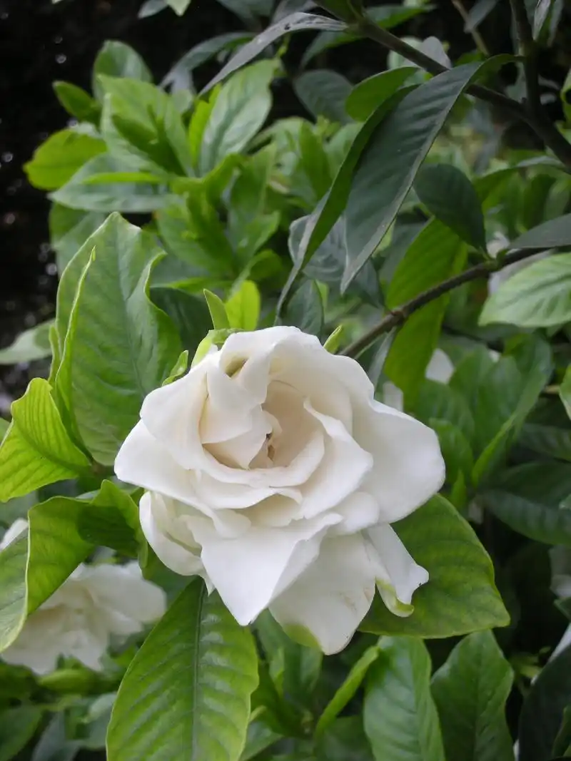 栀子花日常怎么养不容易死记得收藏