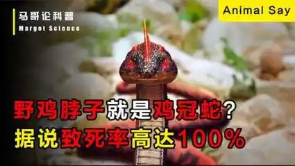 野鸡脖子就是鸡冠蛇?据说致死率高达100%?这是什么东西?